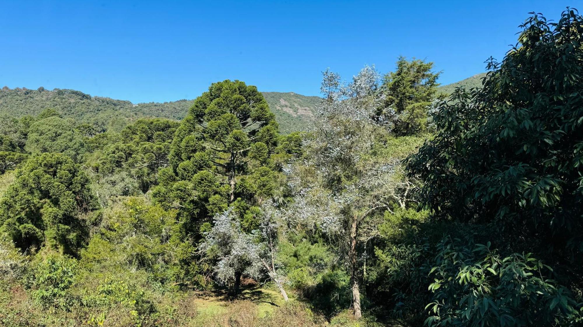 Estalagem Mandeville Monte Verde  Bagian luar foto